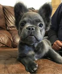 Expect your hybrid french bulldog to be moderately sensitive to the heat, especially if too active in humid conditions. Mini French Bulldog Meet A Big Dog In A Tiny Body Askfrenchie Com