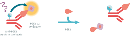 Prostaglandin e 2 (pge2), also known as dinoprostone, is a naturally occurring prostaglandin with oxytocic properties that is used as a medication. Pge2 Htrf Kit Cisbio
