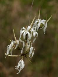 Image result for Ancylobothrys