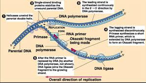 Answer each question, you do not need complete sentences. What Are The Three Main Steps In Dna Replication Quizlet