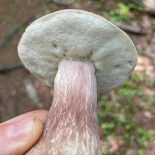Image result for Boletus separans