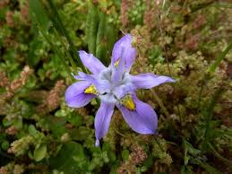 Image result for Moraea simulans