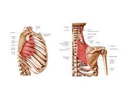 Pin On Bones