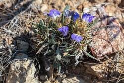 Image result for Blepharis burundiensis