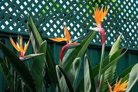 Strelitzia reginae was chosen as the very first plant of the week when this series began in july 2000 as the flower forms part of the institute's logo. Different Types Of Bird Of Paradise Plants Gardener S Path