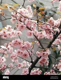 Image result for Prunus × blireana