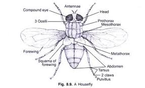 Structure And Life Cycle Of The Housefly With Diagram