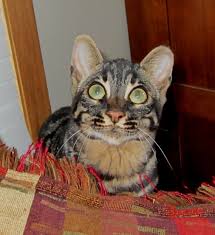 Willow made me fall in love with her. Auroralights Bengals Of Michigan Home