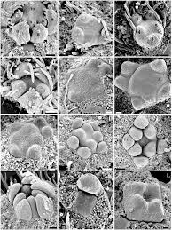 Image result for Bersama lucens