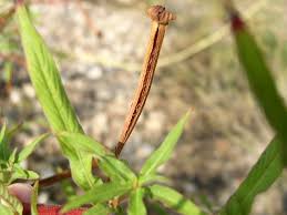 Image result for Ludwigia octovalvis