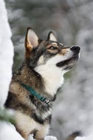 Black And Brown Husky Brown Black And White Dog Wearing Green Collar Tamaskan Dog Dog Training Dogs