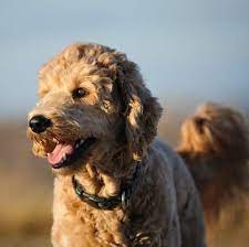 Goldendoodle Adoption Online Shopping
