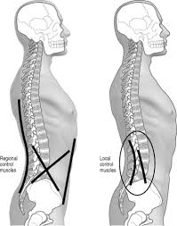 Image result for Musculoskeletal Manipulation