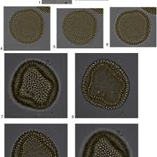 Image result for Sarcophrynium brachystachyum