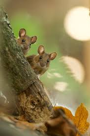 Yellow Neck Mice In 2020 Animals Beautiful Cute Animals Animals Friends
