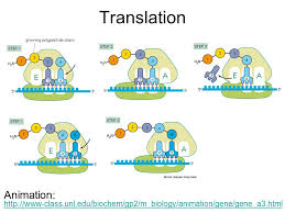 Image result for translation biology