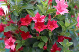 Pflanze in der wohnung überwintern kann? Dipladenia Sundaville Mandevilla Uberwintern Gartendialog De