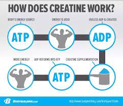 How to use this information. How Much Creatine Should A Person Take To Creatine Load Quora