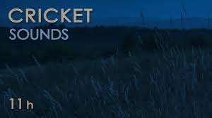 Cricket Sounds Crickets Chirping At Night Nature Sounds For Sleep Relaxation 11 Hours Youtube