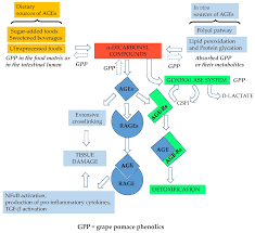 Nutrients Free Full Text Use Of Grape Pomace Phenolics To Counteract Endogenous And Exogenous Formation Of Advanced Glycation End Products Html