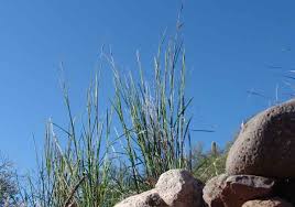 Image result for Heteropogon contortus