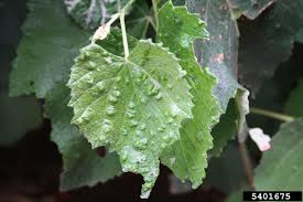 Image result for Colomerus vitis