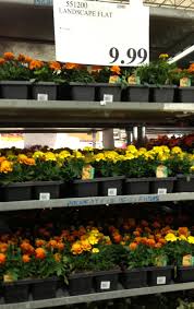 Discount applied automatically in cart. Costco Garden Deals Plant Prices Planters Miracle Gro Solar Lights