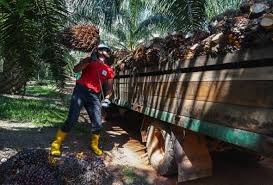 Sawit atau nama saintifiknya elaeis guineesis sebenarnya berasal dari afrika selatan. Sekatan Eu Malaysia Tingkat Eksport Minyak Sawit Ke Pasaran Sedia Ada Astro Awani