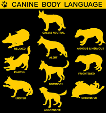 dog communication body language doglistener