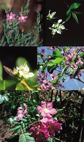 Image result for Hionanthera