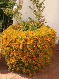 Image result for Lotus berthelotii