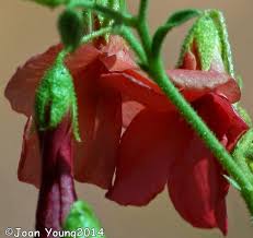 Image result for Hermannia parvula