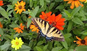 Exploring the butterfly life cycle is a perfect example of an insect's complete metamorphosis; Swallowtail Nectar Plants Add These To Attract Swallowtails