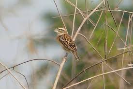 Find out more about the 30 main bird groups around the world, a list ranging from albatrosses to woodpeckers. Photos Golden Backed Bishop Euplectes Aureus Birds Of The World