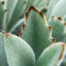 Rare Succulent Shop On Instagram This Fuzzy Friend Is Kalanchoe Tomentosa Panda Plant It Is An Easy Plant With Fuzz In 2020 Rare Succulents Succulents Easy Plants