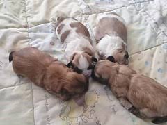 Betsy is just as playful and lovable as they come. Vwjquyduzxsxkm