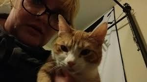 Where can I take a sick stray kitten to in the area? The side of its face  is swollen.