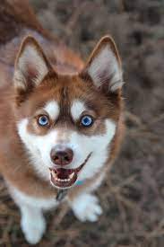 Alaskan Klee Kai Dog Breed Pictures Siberianhusky Husky Puppy Cute Husky Puppies Dogs And Puppies