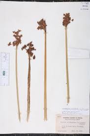 Image result for Schoenoplectus sp.no.1