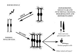 In the avascular retinae of many vertebrates (including mammals) it constitutes the only type of macroglial cells. Reactive Muller Glia As Potential Retinal Progenitors Intechopen