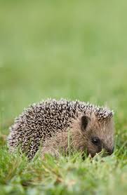 Igel Gefunden Darauf Musst Du Achten Igel Im Garten Igel Freigehege