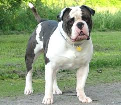 Welcome to /r/bulldogs, a community for all types of bulldog breeds. Alapaha Blue Blood Bulldog