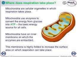 Check spelling or type a new query. 1 Animal And Plant Cells V1 0