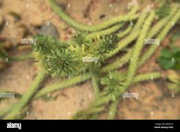 Image result for Monadenium lugardiae