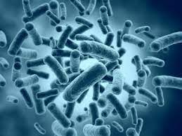 Probiotic Student Internship