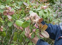 Epingle Sur Rhododendron