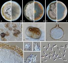 Image result for Meiosperma debile