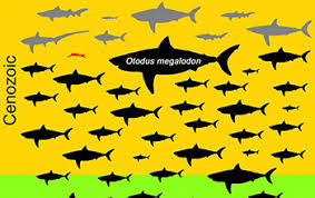 Команда нефтяной вышки колосс скоро войдет в историю: Body Size Of The Extinct Megalodon Shark Is Off The Charts Nsf National Science Foundation