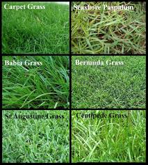 Grass Types Lawn Safechaos Net