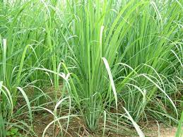 Lemon Grass Seeds Cymbopogon Flexuosus Aka Fever Grass Perennial In 2021 Mosquito Repelling Plants Herbs Natural Mosquito Repellant
